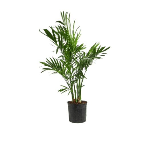 نخيل الاريكا صغير 150 سم