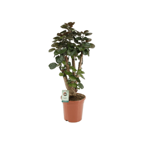 اراليا بولسكياس