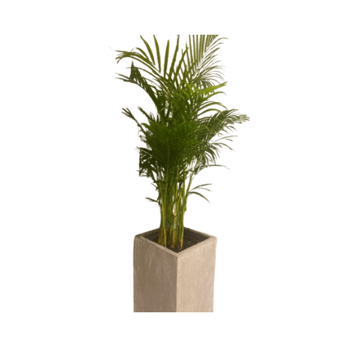 نخيل اريكا مع مركن 70 سم مربع