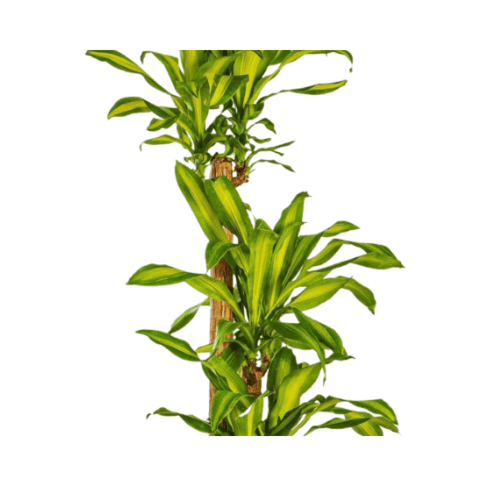 دراسينا ماسنجانا احجام متنوعه