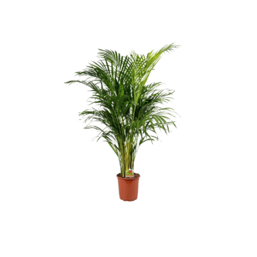 نخيل الاريكا كبير 250 سم