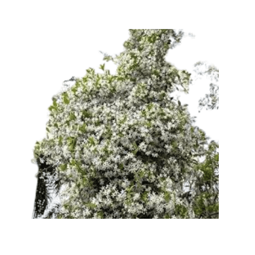 ياسمين ابيض متسلق