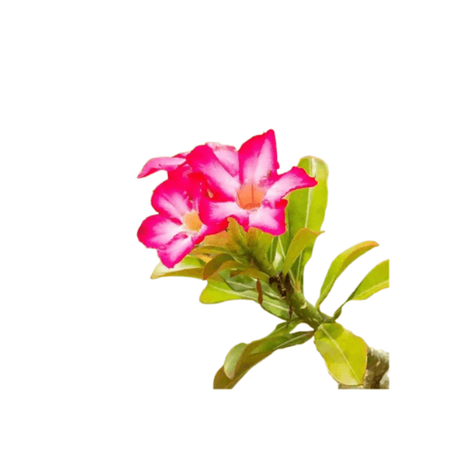 صبار اودينيم