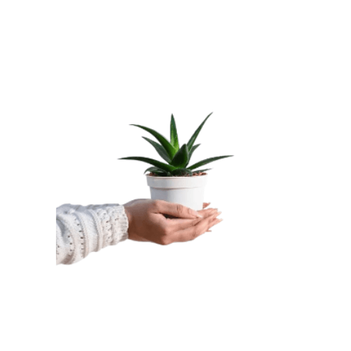 صبار اشفيريا كبير