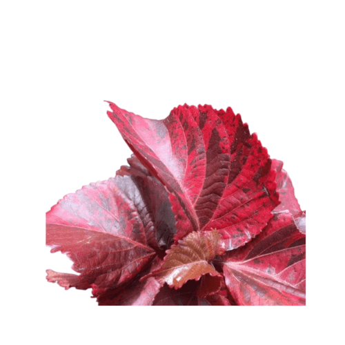 اكاليفيا احمر