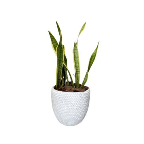 صبار جلد النمر مع مركن 30 سم