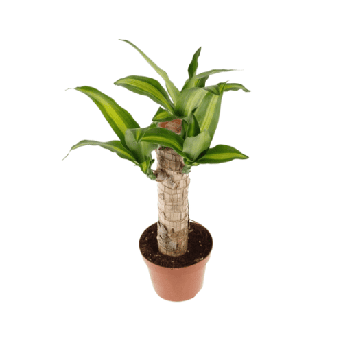 دراسينا ماسنجانا احجام متنوعه