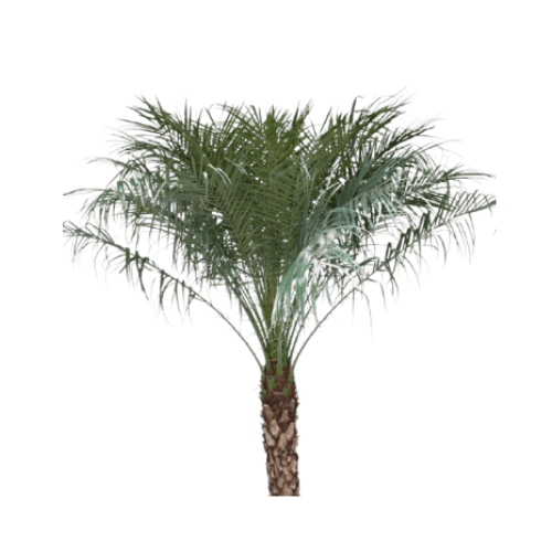 نخيل فونكس كبير