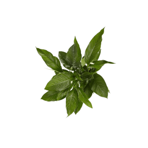 سباتوفيلوم احجام متنوعه