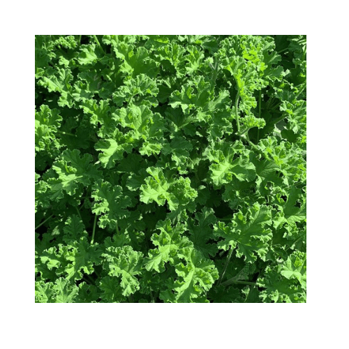 عطره تركي مركن