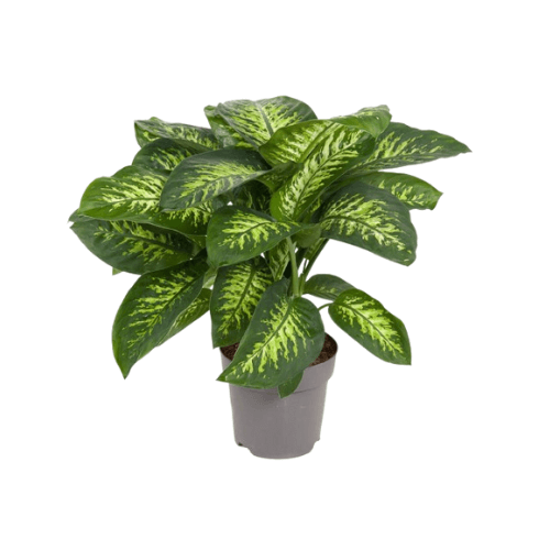 ديفينباخيا 3 عود