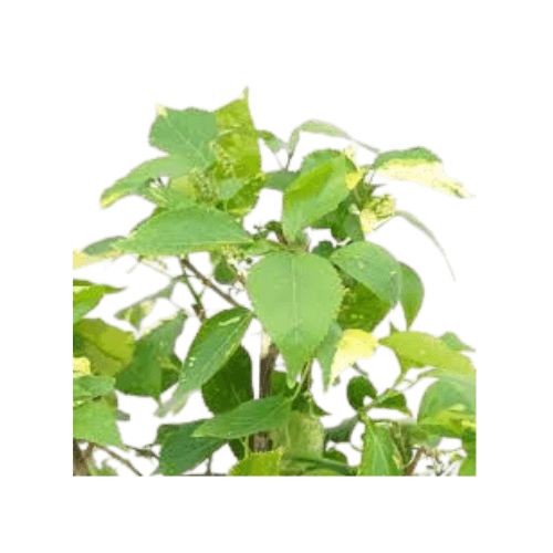 اكاليفيا اخضر