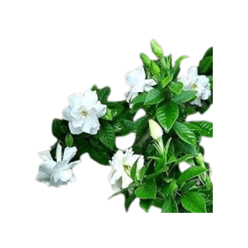 جاردينيا ريحه مركن