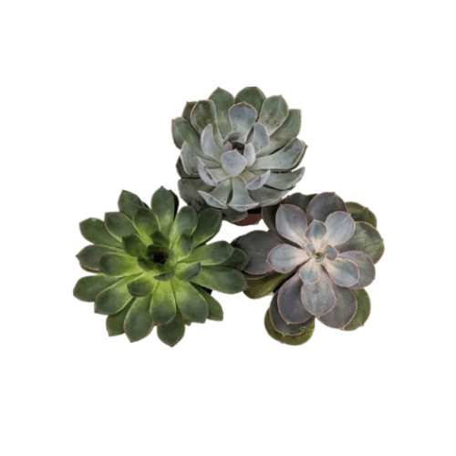 صبار اشفيريا صغير