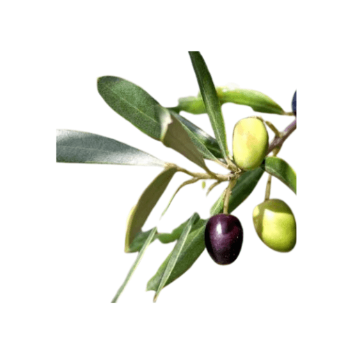 زيتون نيبالي