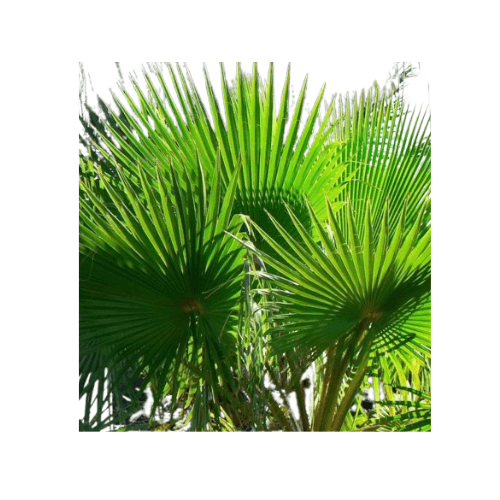 نخيل واشنطوانيا