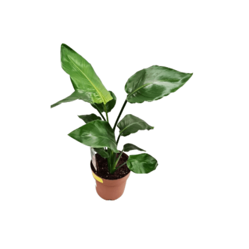 عصفور الجنه 100سم