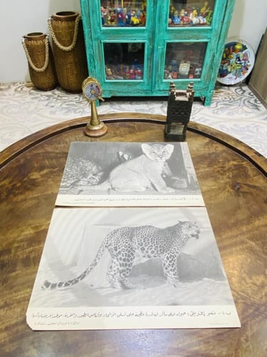 من البنود الشحيحة؛ عدد ١٩ صورة تعليمية لبعض الحيوا...