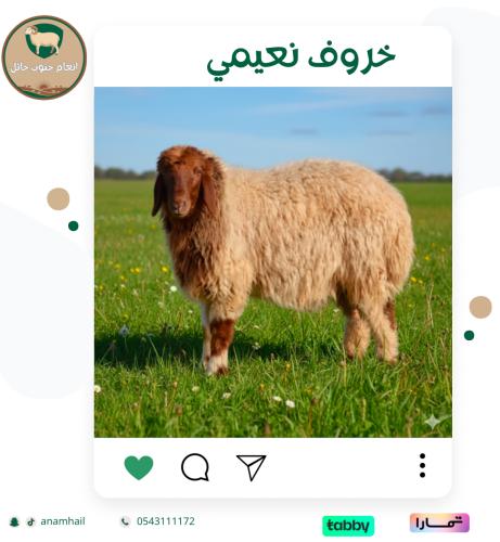 نعيمي يضحي
