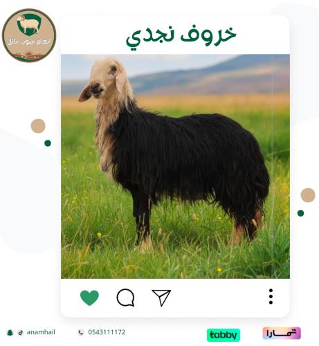نجدي جذع 9 شهور