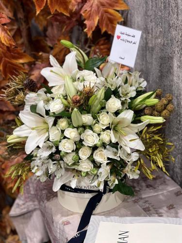 Luxury Hanoverian chocolate arranged with white bo...