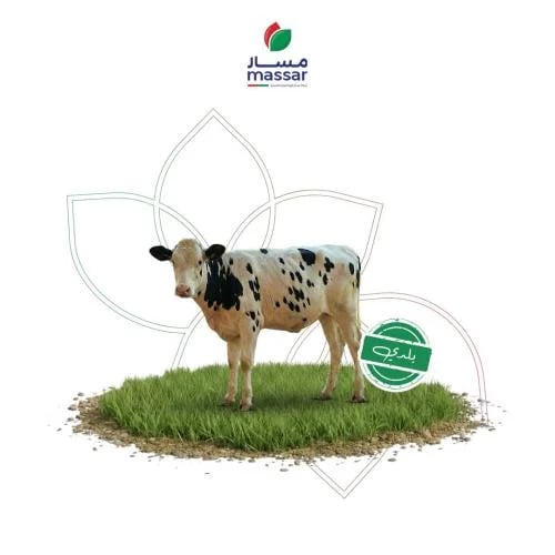 Fresh Lebanese goat