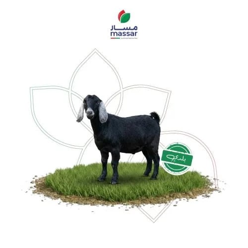 Fresh local display goat