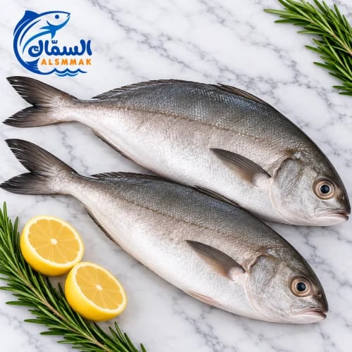 سمك حمام عربي طازج
