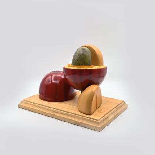 نموذج ثمرة البن