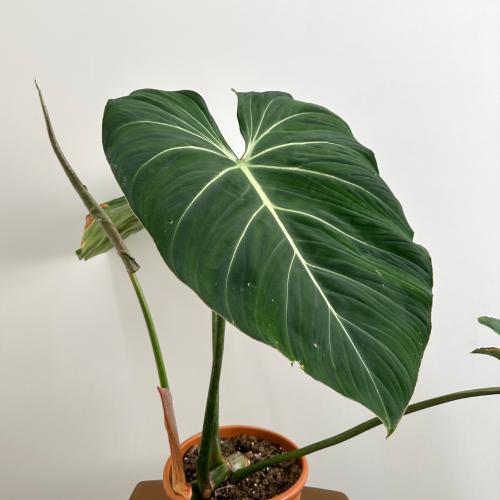 فيلدندرون جلوريوسم | Philodendron Gloriosum