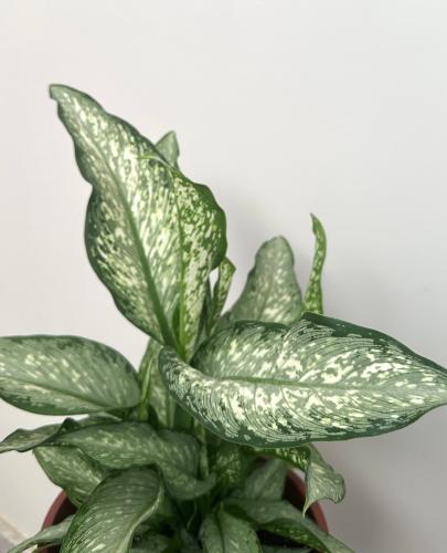 دفنباخيا تيكي | Dieffenbachia Tiki