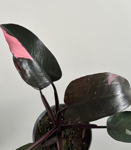 فيلدندرون الاميرة الوردية | Philodendron Pink Prin...