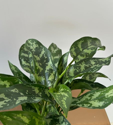 اجلونيما ماريا | Aglaonema Maria