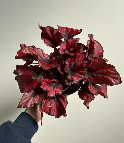 بيقونيا القبلة الحمراء | Begonia Red Kiss