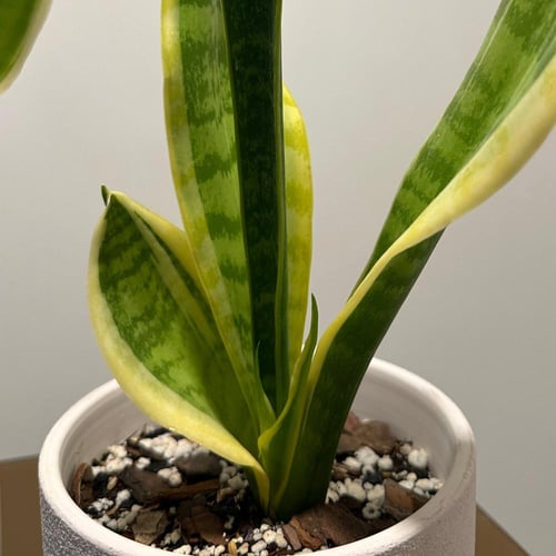 سانسيفيريا جلد النمر | Sansevieria Laurentii