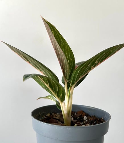 اجلونيما بينك مون | Aglaonema Pink Moon