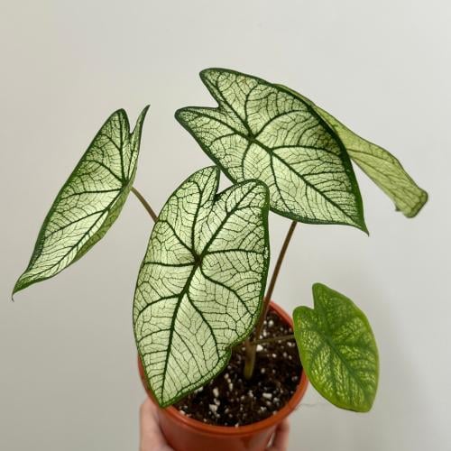 كلاديوم كانديدوم | Caladium Candidum