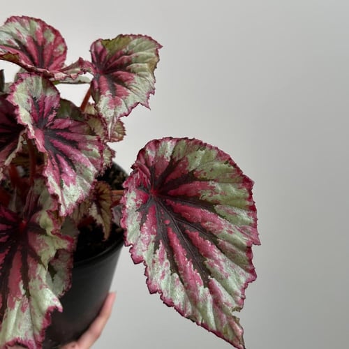 بيقونيا ركس إيفننق قلو | Begonia rex Evening Glow