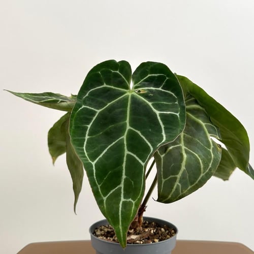 انثريوم كريستالينوم | Anthurium Crystallinum