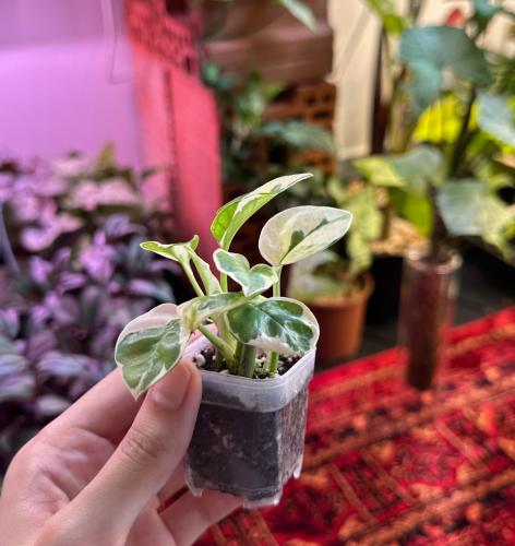 بوتس انجوي | Pothos N’Joy