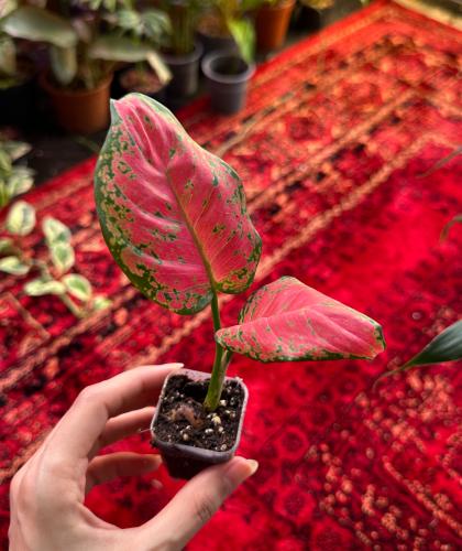 اجلونيما حمراء | Aglaonema Red
