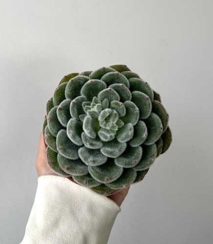 ايشفيريا سيتوسا | Echeveria setosa