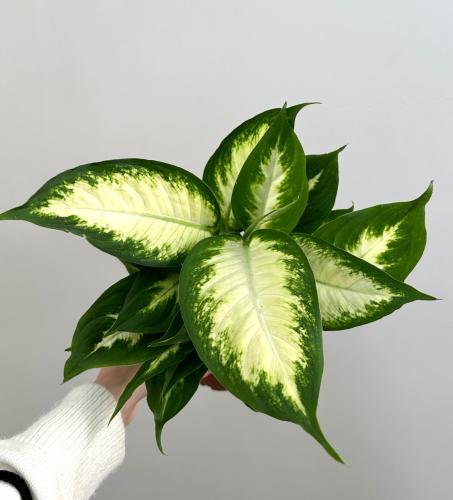 دفنباخيا كاميلا | Dieffenbachia Camille