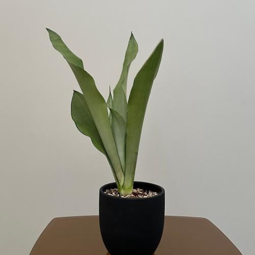 سانسيفيريا ضوء القمر | Sansevieria Moon Shine