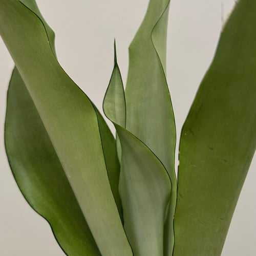 سانسيفيريا ضوء القمر | Sansevieria Moon Shine