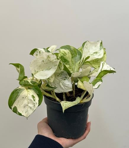 بوتس مانجولا | Pothos Manjula