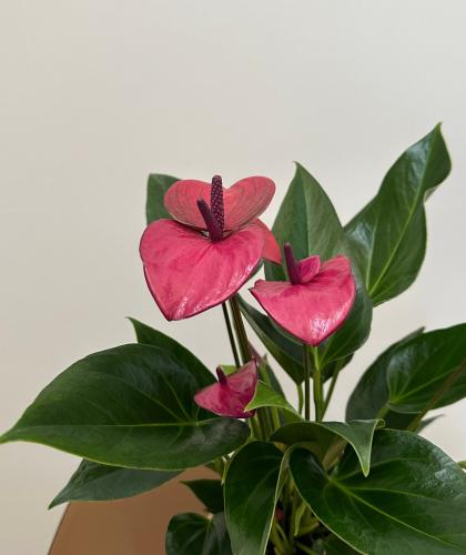 انثوريوم وردي | Pink Anthurium