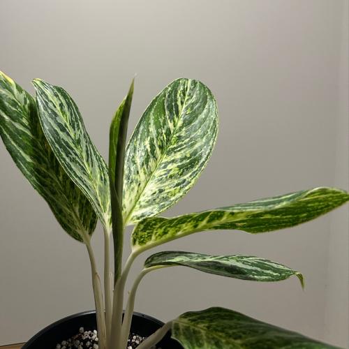 اجلونيما جولدن مادونا | Aglaonema Golden Madonna