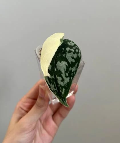 سكندبسس ماياري فرقيتد | Scindapsus Mayari Variegated