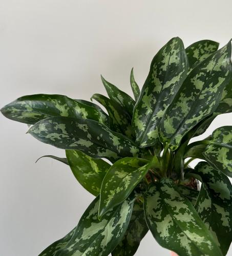اجلونيما ماريا | Aglaonema Maria